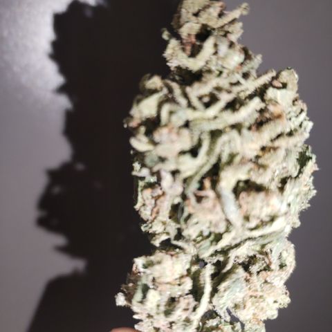 Super Cheese clones growlog photo: And just like that… she’s done!
Final weight on the scale: 44.24g of proudly grown, home-crafted goodness. A solid haul of chunky, well-cured buds that look like they’ve been through gym season and came out flexing.