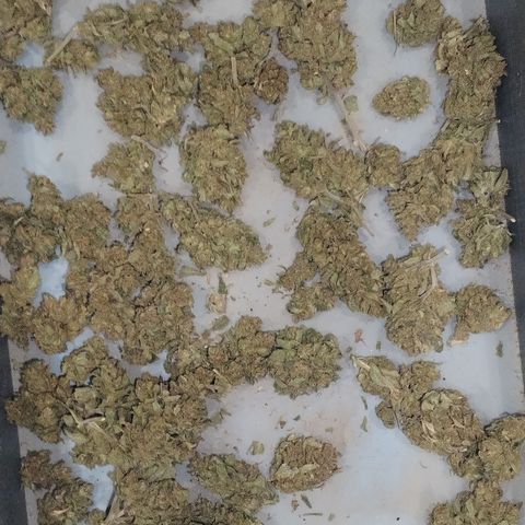 Super Cheese clones growlog photo: And just like that… she’s done!
Final weight on the scale: 44.24g of proudly grown, home-crafted goodness. A solid haul of chunky, well-cured buds that look like they’ve been through gym season and came out flexing.