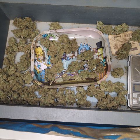 Super Cheese clones growlog photo: And just like that… she’s done!
Final weight on the scale: 44.24g of proudly grown, home-crafted goodness. A solid haul of chunky, well-cured buds that look like they’ve been through gym season and came out flexing.