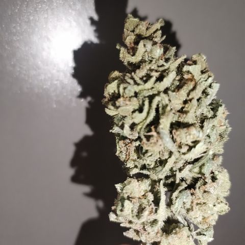 Super Cheese clones growlog photo: And just like that… she’s done!
Final weight on the scale: 44.24g of proudly grown, home-crafted goodness. A solid haul of chunky, well-cured buds that look like they’ve been through gym season and came out flexing.