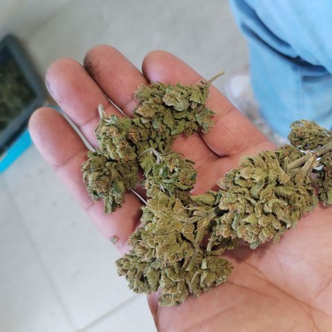 Super Cheese clones growlog timeline photo