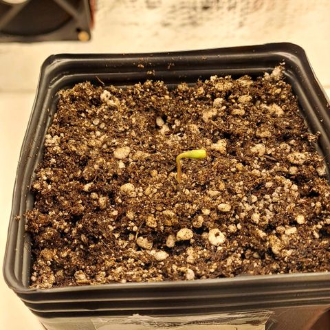 Lebrona growlog photo: Cotilédones ainda não abriram