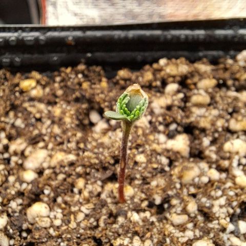 Lebrona growlog photo: Cotilédones nem terminaram de abrir mas as folhinhas vem vindo