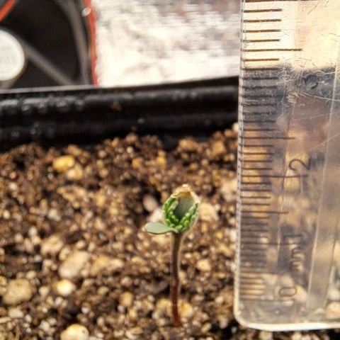 Lebrona growlog photo: Cotilédones nem terminaram de abrir mas as folhinhas vem vindo