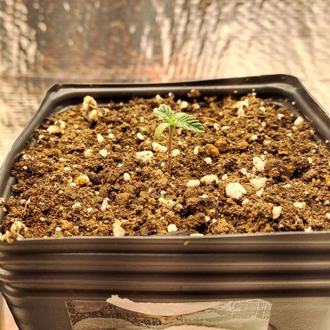 Lebrona growlog timeline photo
