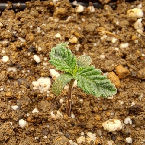 Lebrona growlog timeline photo
