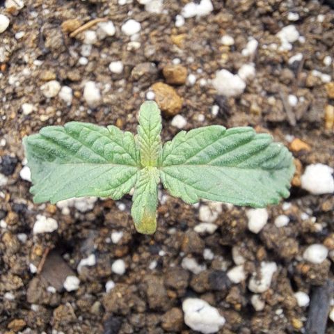 Lebrona growlog timeline photo