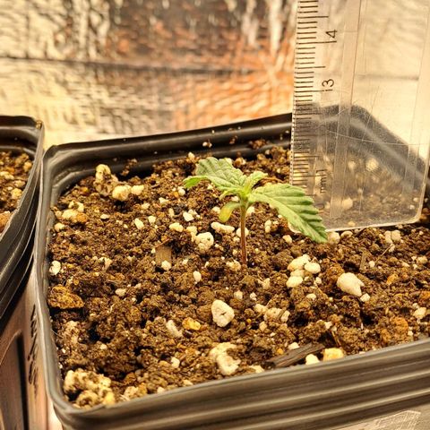 Lebrona growlog timeline photo
