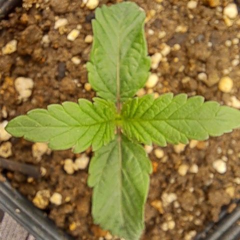 Lebrona growlog timeline photo