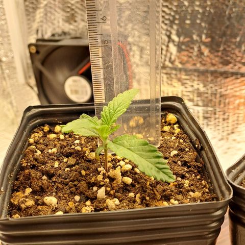 Lebrona growlog timeline photo