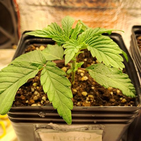 Lebrona growlog timeline photo