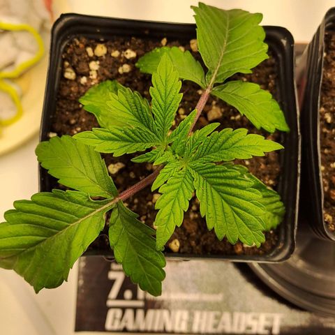 Lebrona growlog timeline photo