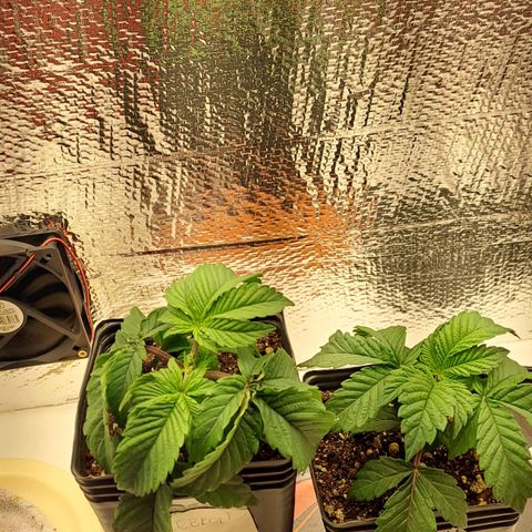 Lebrona growlog photo: Reguei até sair embaixo - não saiu muito 