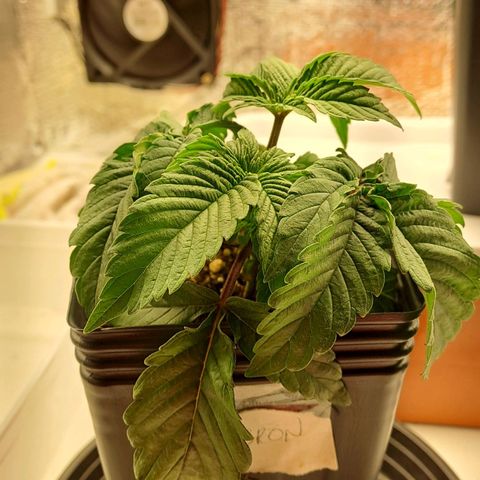 Lebrona growlog photo: Reguei até sair embaixo - não saiu muito 