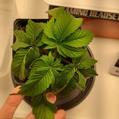 Lebrona growlog photo: Reguei até sair embaixo - não saiu muito 