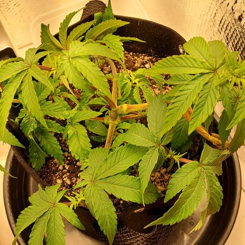Lebrona growlog photo: Fotos de antes e de horas depois da rega