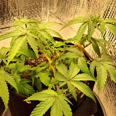 Lebrona growlog photo: Fotos de antes e de horas depois da rega