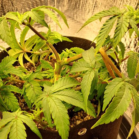 Lebrona growlog photo: Fotos de antes e de horas depois da rega