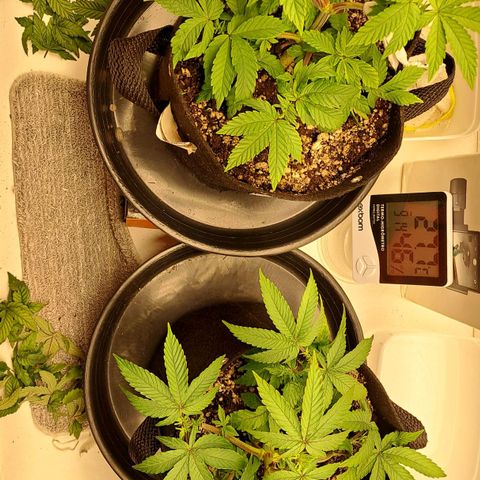 Lebrona growlog photo: Fotos de antes e de horas depois da rega