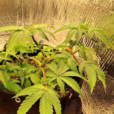 Lebrona growlog photo: Fotos de antes e de horas depois da rega