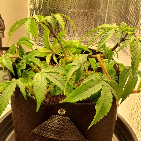 Lebrona growlog photo: Fotos de antes e de horas depois da rega