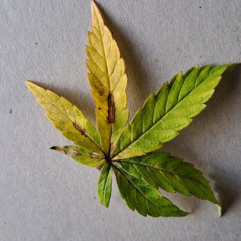 Lebrona growlog photo: Manchas e amarelamento nas fan leaves de baixo pra cima, aconteceu muito rápido, 2-3 dias