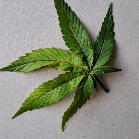 Lebrona growlog photo: Manchas e amarelamento nas fan leaves de baixo pra cima, aconteceu muito rápido, 2-3 dias