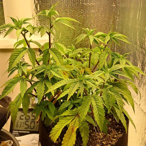Lebrona growlog photo: Manchas e amarelamento nas fan leaves de baixo pra cima, aconteceu muito rápido, 2-3 dias