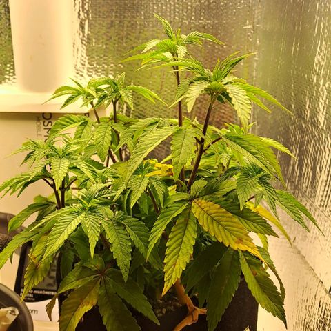 Lebrona growlog photo: Manchas e amarelamento nas fan leaves de baixo pra cima, aconteceu muito rápido, 2-3 dias