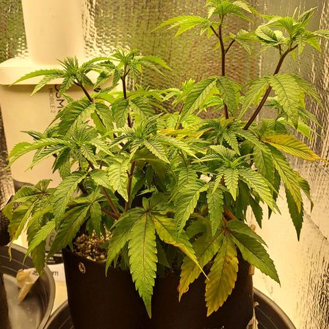 Lebrona growlog photo: Manchas e amarelamento nas fan leaves de baixo pra cima, aconteceu muito rápido, 2-3 dias