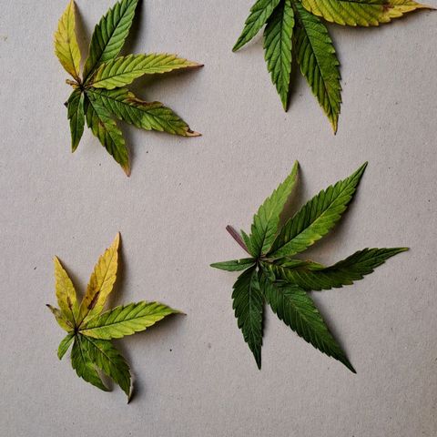 Lebrona growlog photo: Manchas e amarelamento nas fan leaves de baixo pra cima, aconteceu muito rápido, 2-3 dias