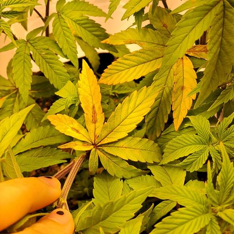 Lebrona growlog photo: Manchas e amarelamento nas fan leaves de baixo pra cima, aconteceu muito rápido, 2-3 dias