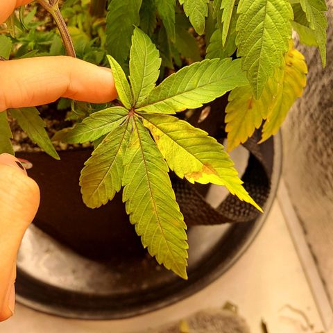 Lebrona growlog photo: Manchas e amarelamento nas fan leaves de baixo pra cima, aconteceu muito rápido, 2-3 dias