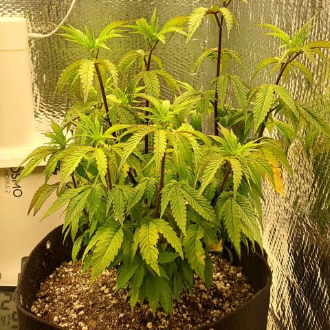Lebrona growlog timeline photo