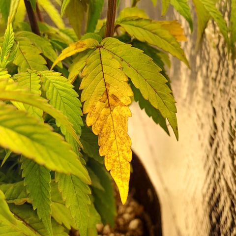 Lebrona growlog timeline photo