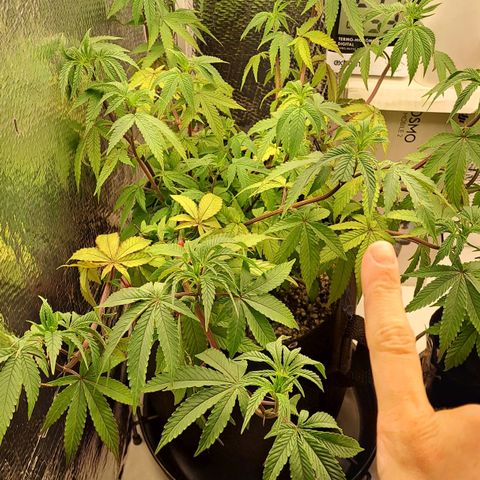 Lebrona growlog timeline photo