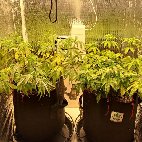 Lebrona growlog timeline photo