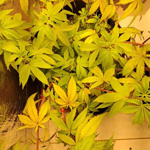 Lebrona growlog timeline photo