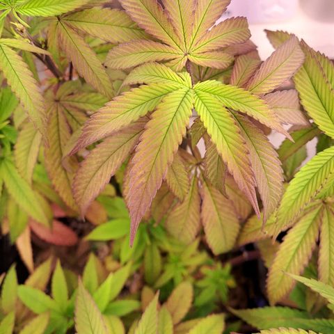 Lebrona growlog timeline photo