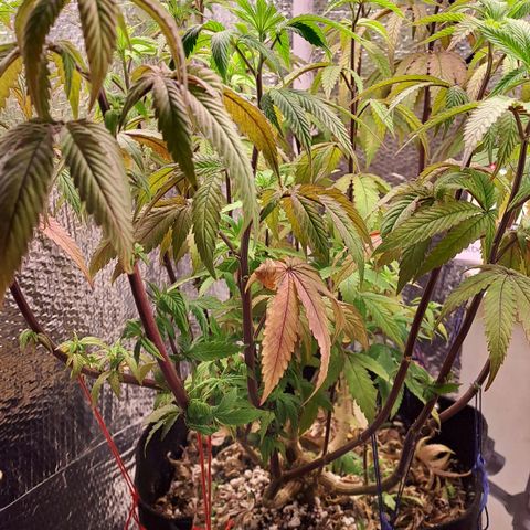 Lebrona growlog timeline photo