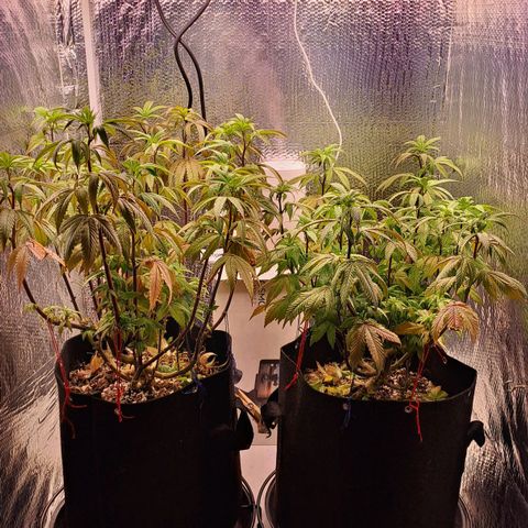 Lebrona growlog timeline photo
