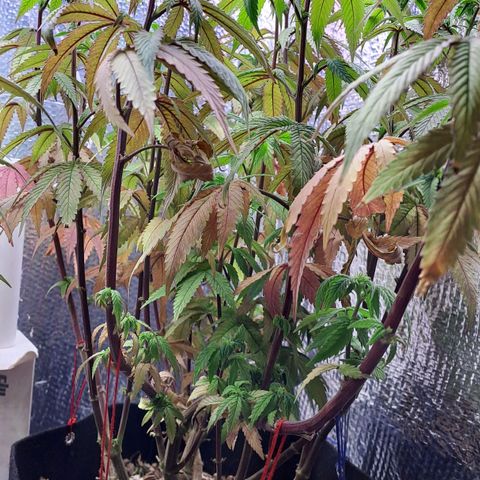 Lebrona growlog timeline photo