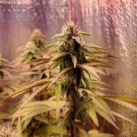Lebrona growlog timeline photo