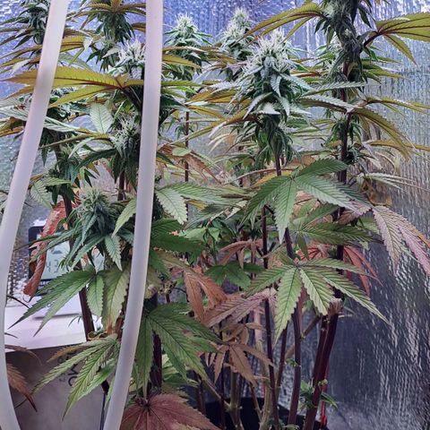 Lebrona growlog timeline photo