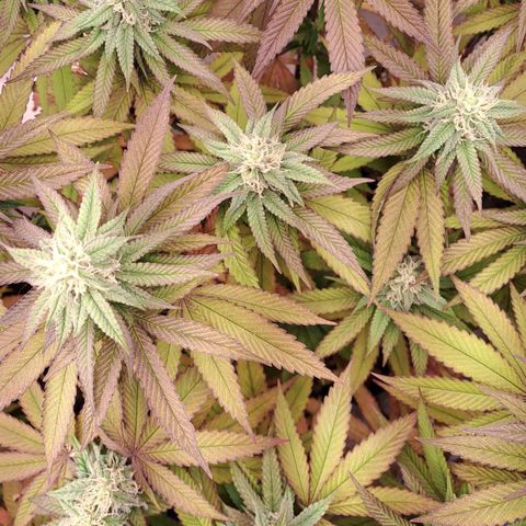 Lebrona growlog timeline photo
