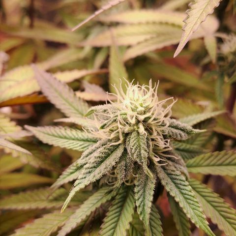 Lebrona growlog timeline photo