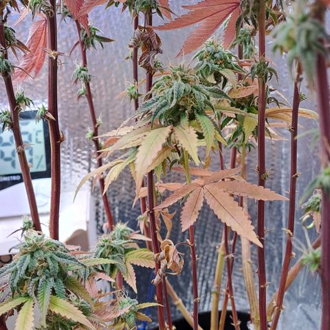 Lebrona growlog timeline photo