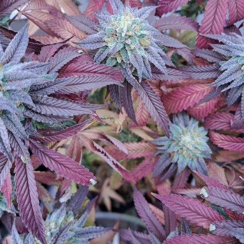 Lebrona growlog timeline photo