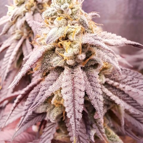 Lebrona growlog timeline photo