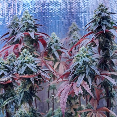 Lebrona growlog timeline photo
